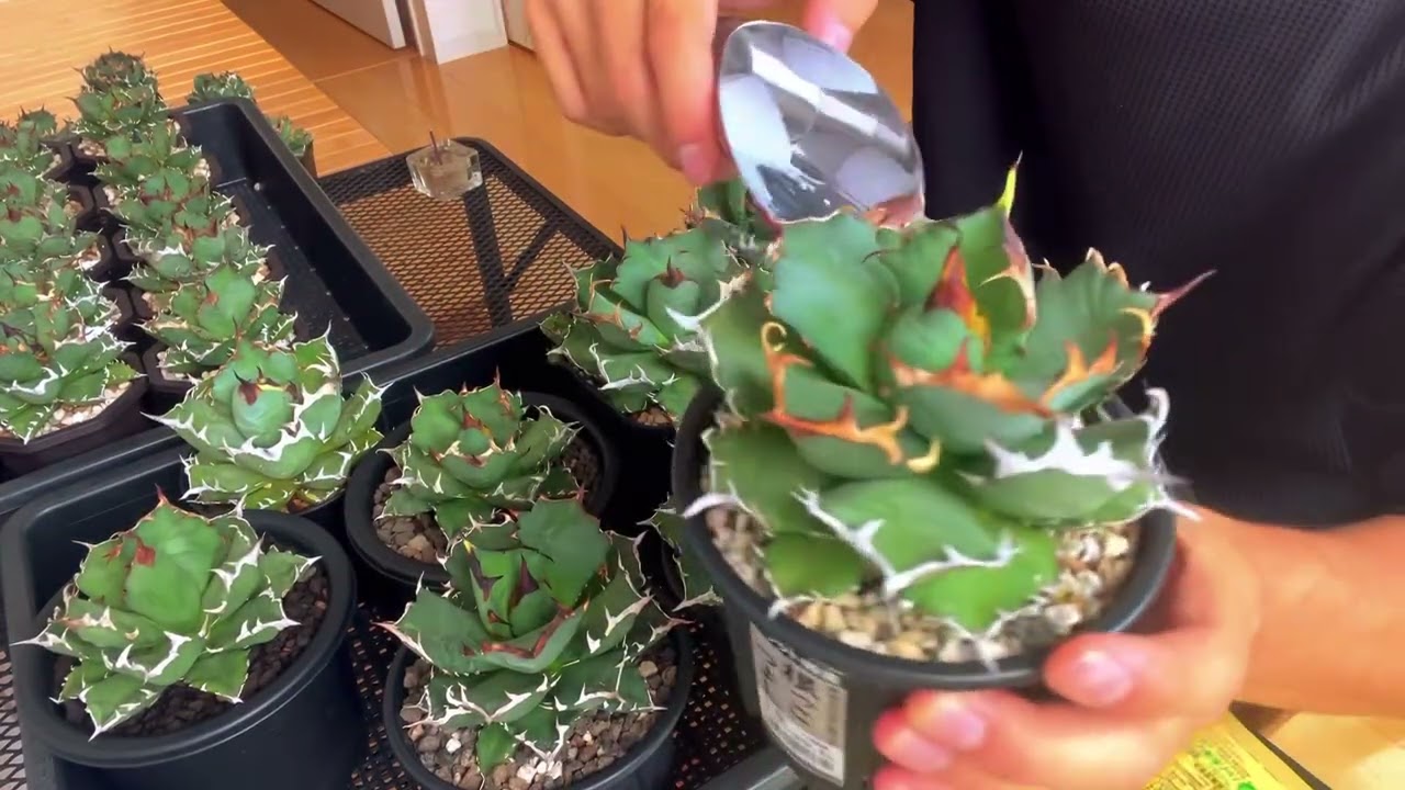 秋だし追肥用マグァンプ。