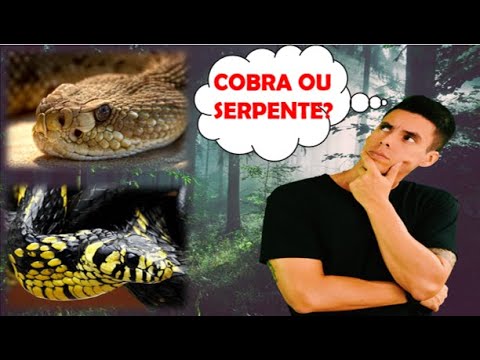 Vídeo: Qual é A Aparência De Uma Cobra Víbora Comum?