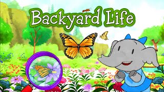 Pbs Kids Games Backyard Life This Is An Educational Backyard Fauna Game Education For Kids