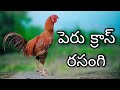 #KVR BREEDES#7207870703#bhimavaram chicks#peru cross chicks#chicks#patta punjulu#birds#chicken#viral