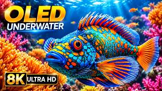 Underwater World 8K ULTRA HD – Marine Life, Sea Animals and Coral Reef... DEEP SLEEP screenshot 4