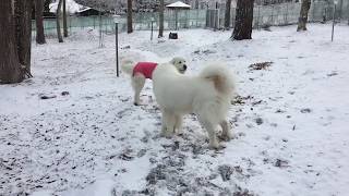雪が降りました greatpyrenees グレートピレニーズ