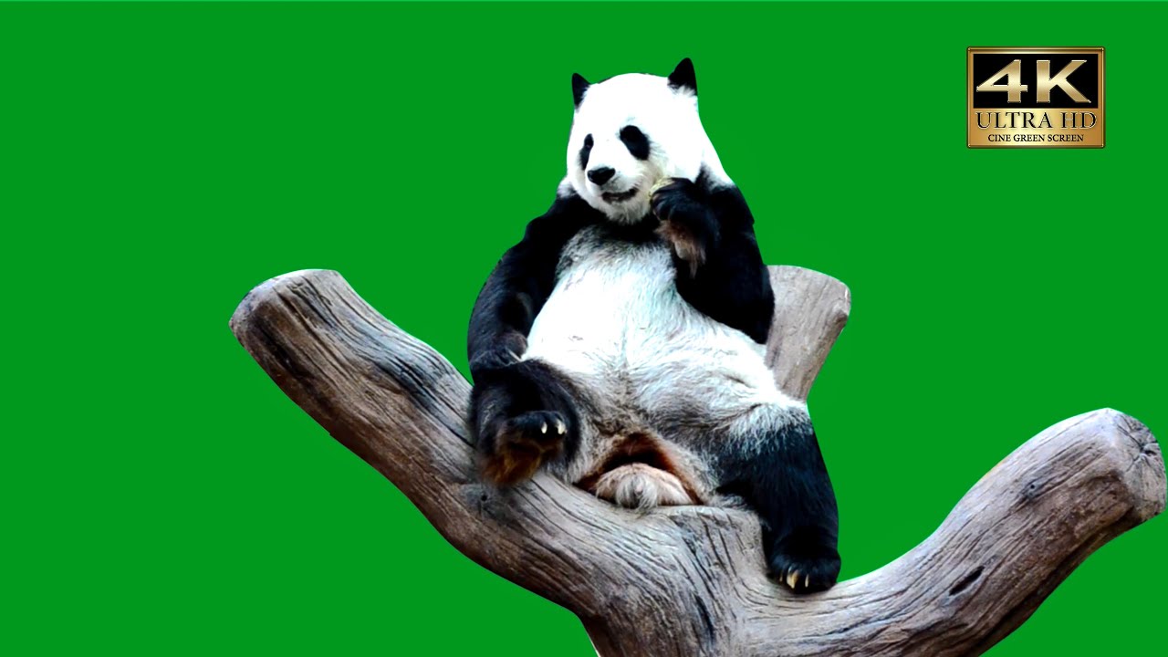 Panda green screen video download no copyright youtube