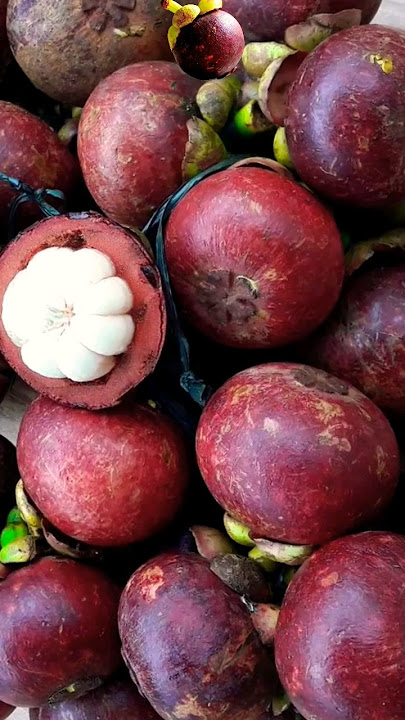 Musim manggis 10rb satu kelo na di pasar#buahbuahan#buahfresh #buahmanggis#bbykayla🧚‍♀️#shots