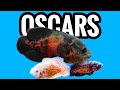 Oscar Cichlid Care - What You Need to Know