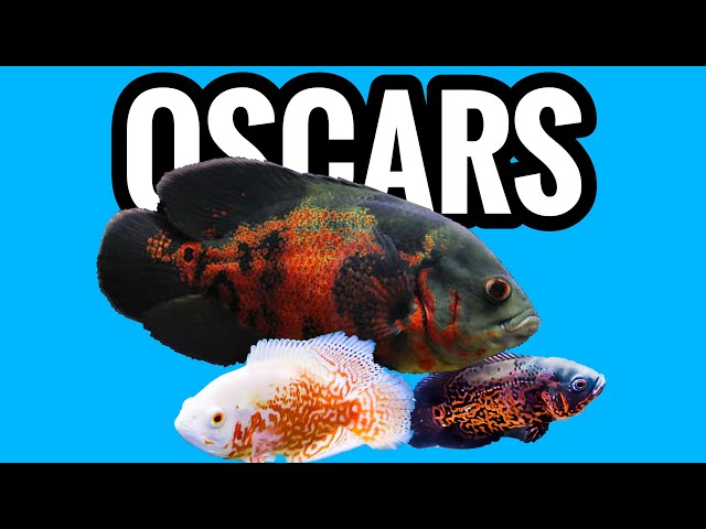 Oscar Cichlid Care - What You Need to Know - YouTube