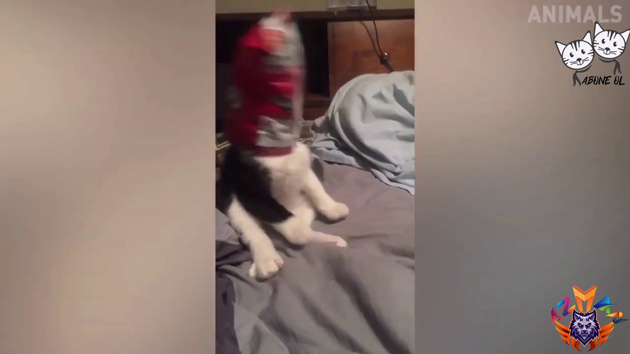 Crazy animals 42 flaying funny cats UÇAN KEDİLER 🤣 AZMAN KEDİ UÇUYOR 🙀