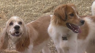 Max s Mission Meet Vaughn a 1-year-old cocker spaniel rescue