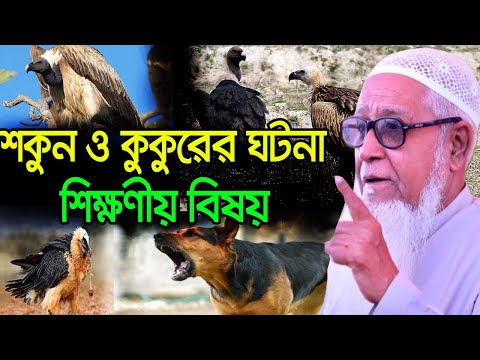 ভিডিও: শকুন কি কুকুরকে আক্রমণ করবে?