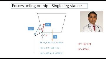 Biomechanics of hip joint
