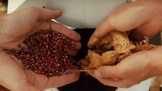 Inside The Seeding Company Using Drones To Restore Brazilian Ecosystems | Ceres Seeding