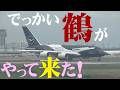 【成田空港】”巨鶴”降臨!100周年記念特別塗装機を用いて約15年ぶりに成田へ姿を現したルフトハンザのA380をひたすら待ってみた