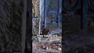 Rats - Unveiling the Mystery  #animals #mammals  #rats