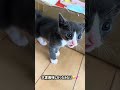 ある日の朝の様子を動画にしてみた🥹🎀みんなの動きが活発になりすぎててすごい！ #猫 #子猫 #かわいい