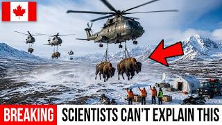 Canada Airlifted 28 Bison Into the Arctic || 8 Months Later, Scientists Were Stunned