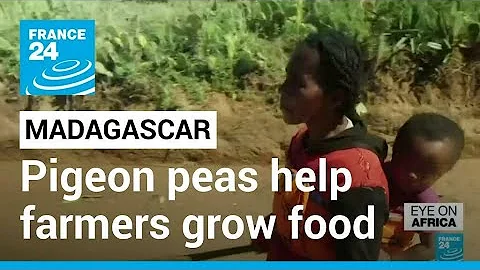 Pigeon peas help Madagascar farmers grow food despite drought • FRANCE 24 English