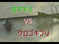 【捕食】クロゴキブリ VS カマキリ。対決