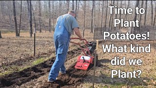 How Pa Plants his Potatoes//What kind did we Plant?
