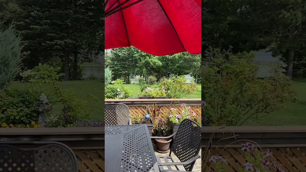 Summertime View from Back Deck