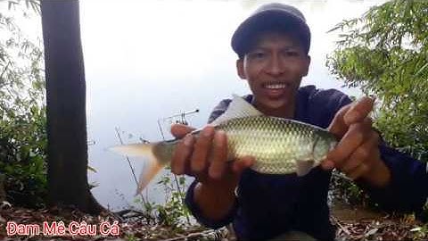 Bài Mồi ngủ cốc trộn compact chuyên câu cá trôi, chép, trắm, Đã Thử Nghiệm Hiệu Quả Và Vi Diệu.