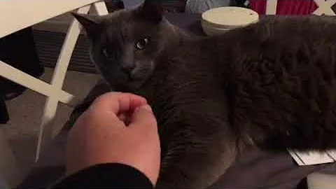 Watch the video about Cat Attack