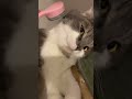 猫舌ブラシの虜になってしまった子猫【たぴ・アメリカンカール】