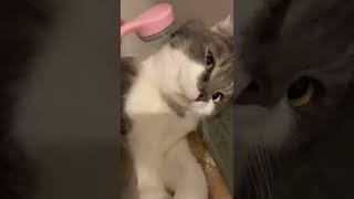 猫舌ブラシの虜になってしまった子猫【たぴ・アメリカンカール】