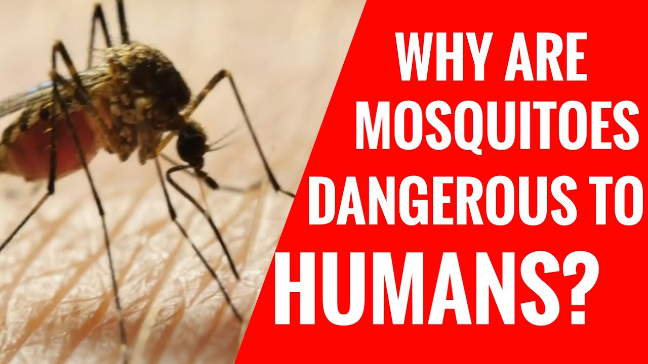 WHY ARE MOSQUITOES DANGEROUS TO HUMANS? YouTube