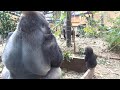 父ちゃん！父を見つけ嬉しそうに駆け出す赤ちゃんゴリラ⭐️Gorilla【京都市動物園】Genki is worried about Kintaro approaching Momotaro.