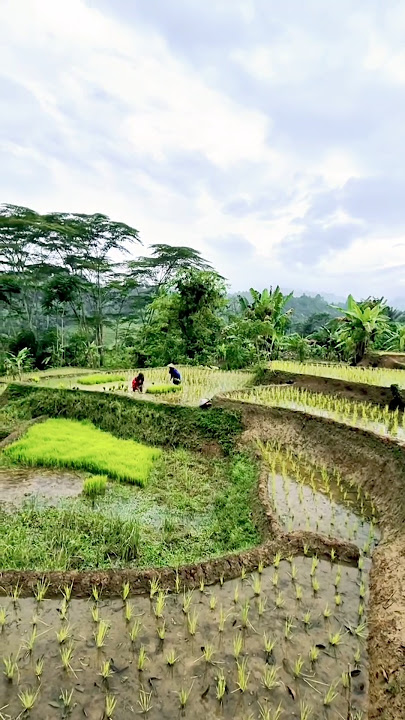 ibu-ibu pedesaan sedang tandur di sawah #shorts