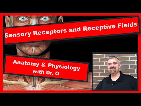 Receptive Fields and Sensory Receptors:  Anatomy and Physiology