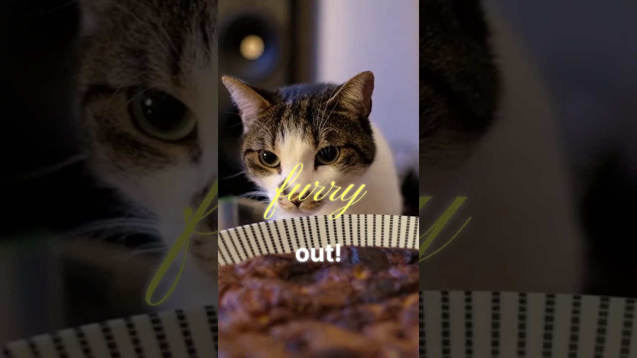 Engage Your Pet Playfully