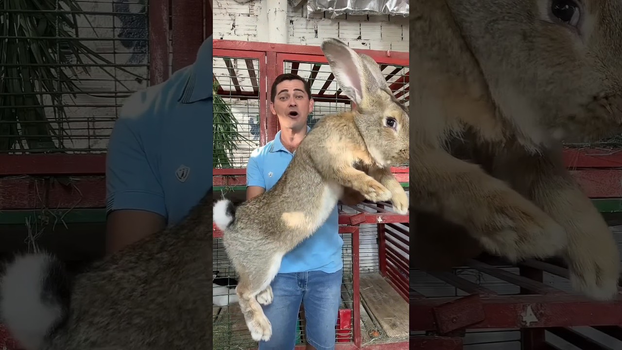 Amazing Beautiful Animals Evolution 