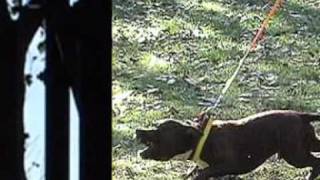 Dimo - Pit Bull Show 2011