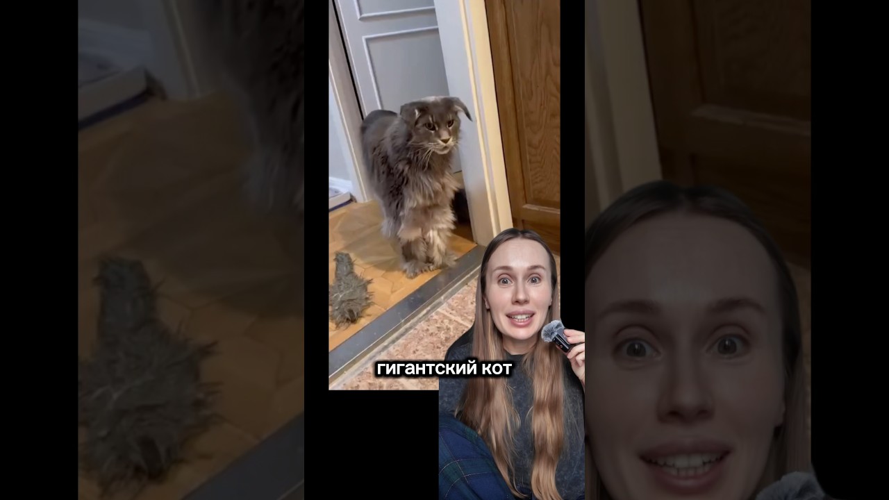 КОТ РАЗМЕРОМ С СОБАКУ С ОЧЕНЬ МЯГКИМ ХАРАКТЕРОМ. НОРВЕЖСКИЙ ЛЕСНОЙ КОТ