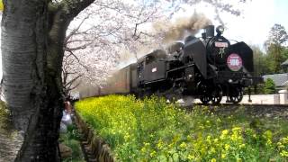 真岡SL　桜と菜の花