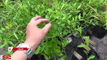 Cách nhân giống cây cúc tần ấn độ bằng giâm cành