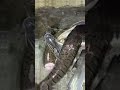 essa pescaria rendeu hoje Caracaraí Rio Branco #pescaria