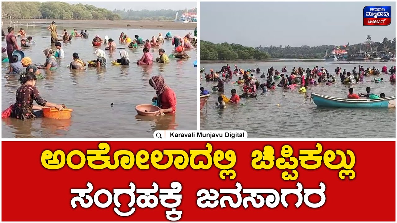 ಅಂಕೋಲಾ ಹಾರವಾಡದಲ್ಲಿ ಚಿಪ್ಪಿಕಲ್ಲು ಸಂಗ್ರಹಕ್ಕೆ ಜನಸಾಗರ | Karavali Munjavu