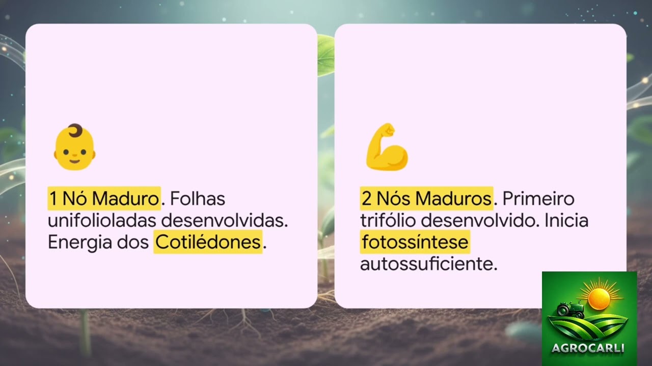 Decodificando e Desmitificando SOJA: V1 e V2