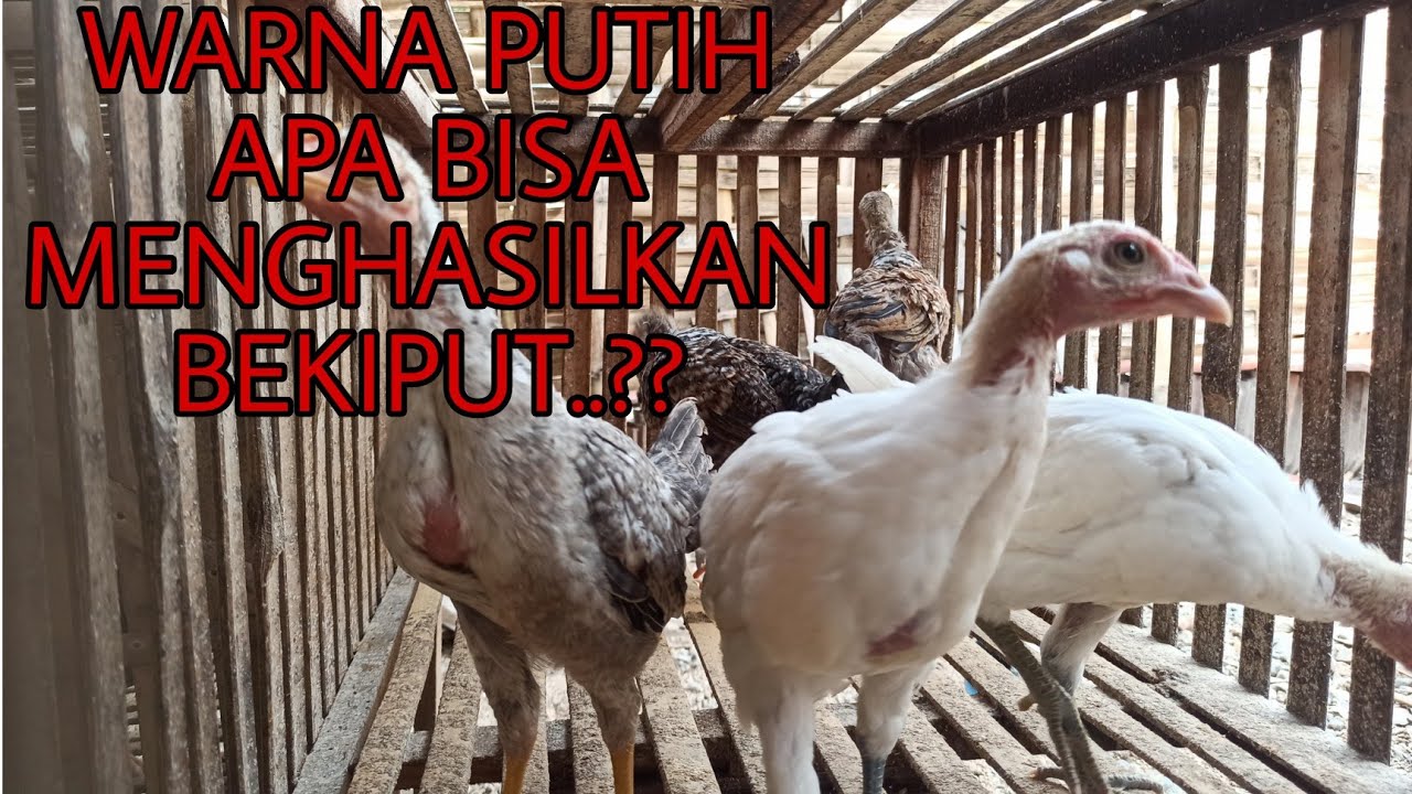 ANAKAN AYAM KAMPUNG CALON INDUKAN BEKISAR - YouTube