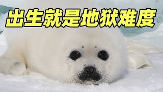 【海豹】出生就是地狱难度 被虎鲸甩天上又算得了什么!How seals grow up alone
