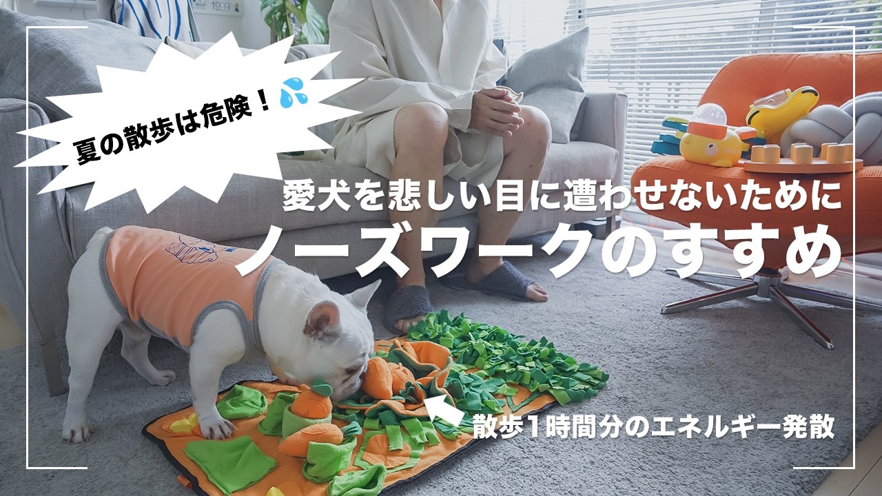 【ノーズワーク】夏の犬の散歩は危険！行かなくてOK！涼しい部屋でエネルギー発散させましょう