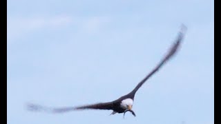 Bald Eagle Amazing Close Up!!! (2025) #eagle #eagles #baldeagle #birds #wildlife