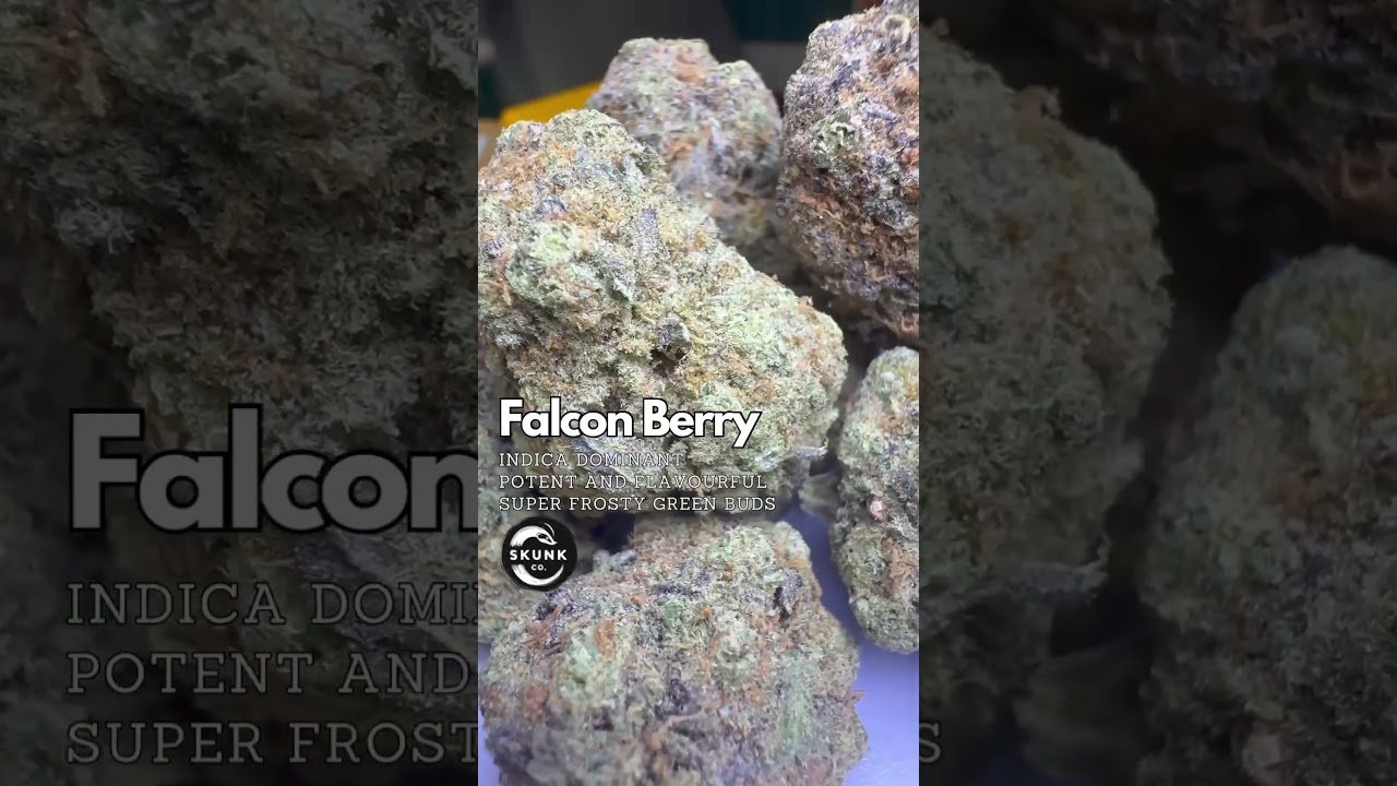 Falcon Berry by Exotic Genetics, Pictured at Skunk Co in Bangkok, Thailand.