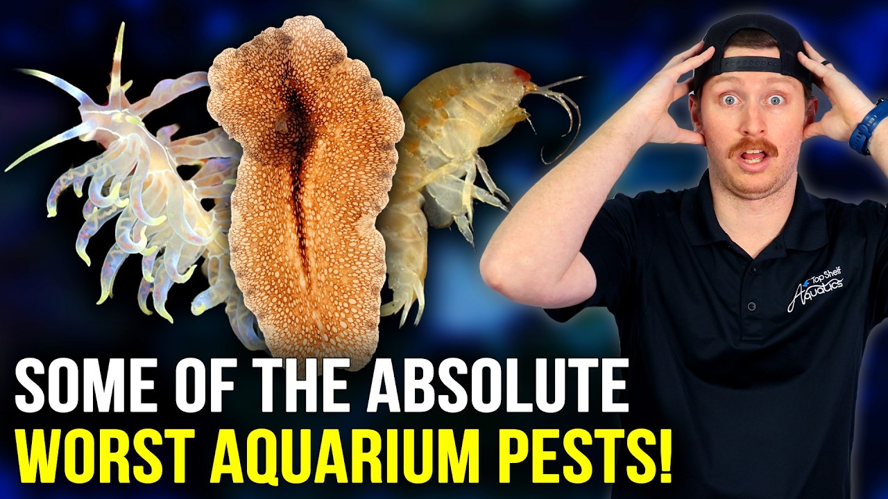 Saltwater Aquarium Pest Guide! (How to Get Rid of Them!) 