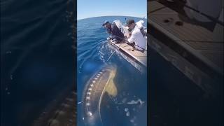 Strike Sturgeon Raksasa‼️ #fishing #mancingmantap #shorts