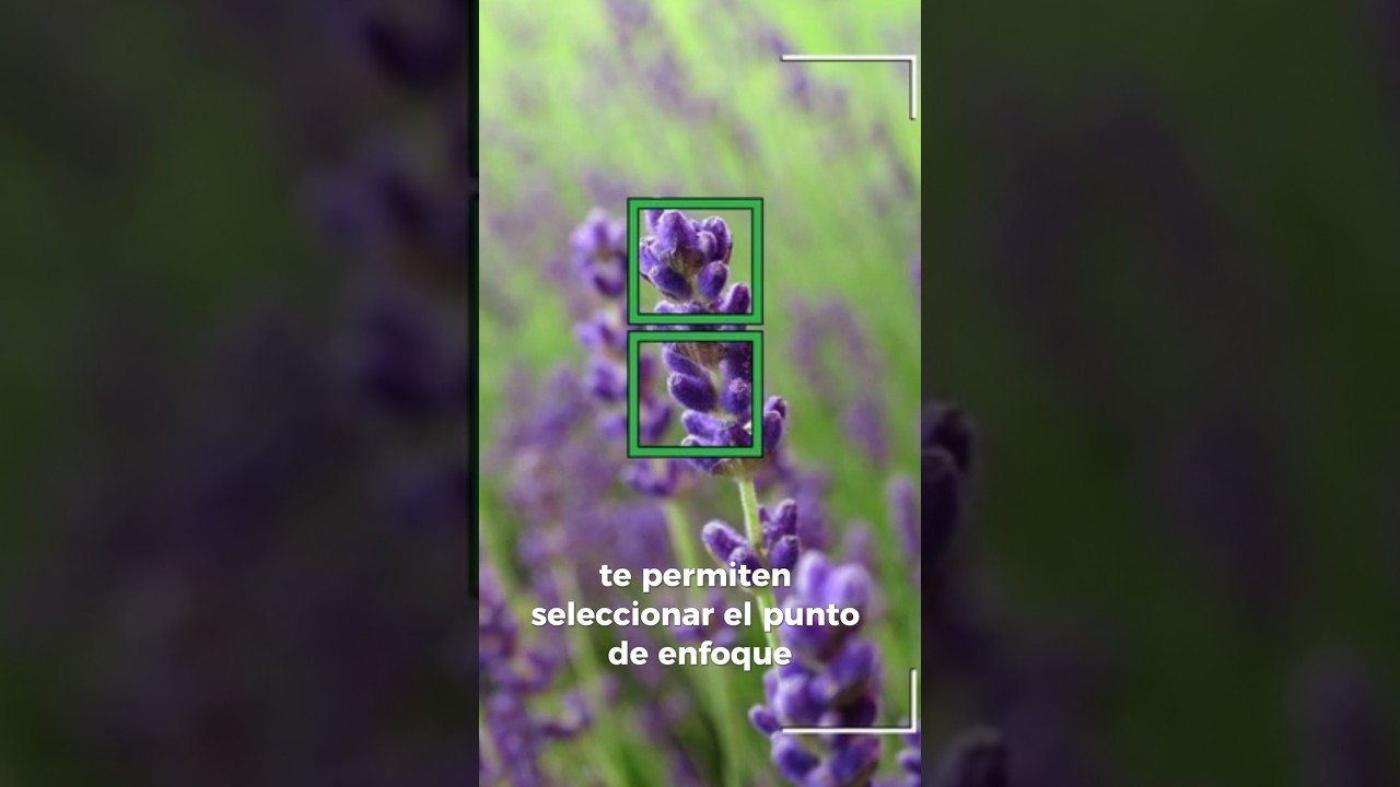 C&oacute;mo Usar el Enfoque Autom&aacute;tico #EnfoqueAutom&aacute;tico #Fotograf&iacute;aR&aacute;pida #T&eacute;cnicasDeFotograf&iacute;a