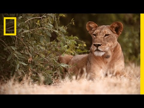 Biologist Helps Big Cats and People Coexist | Lion Protector