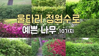 울타리 정원수로 좋은 나무 🍃황매화, 나무수국, 주목, 사철나무, 회양목, 영산홍, 설유화 등...